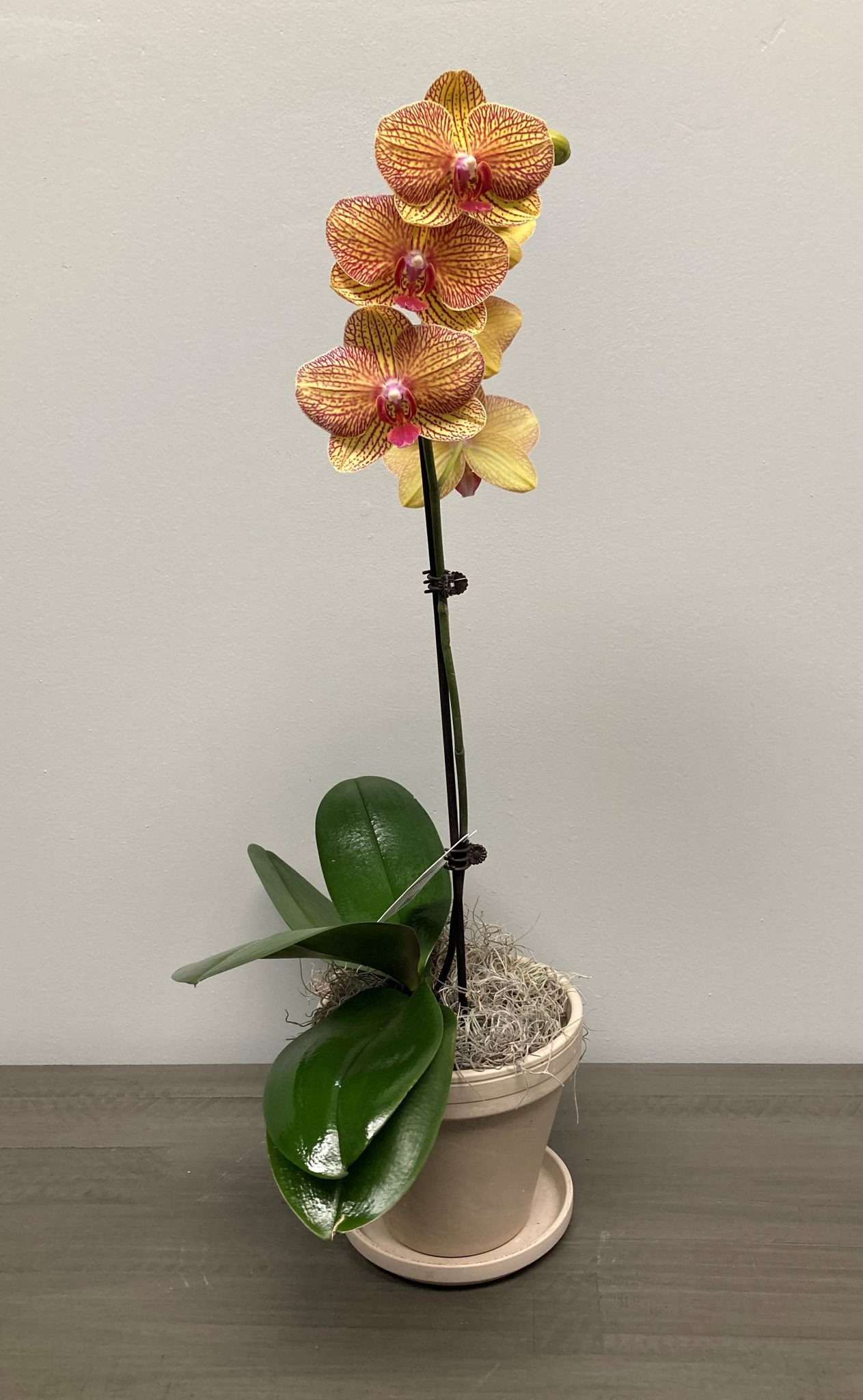 SINGLE ORCHID Nunan Florist and Greenhouses