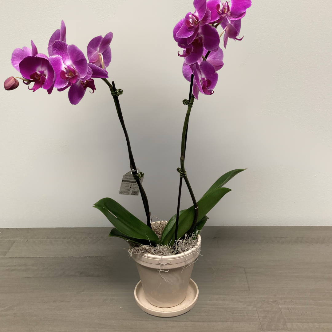 Double Orchid