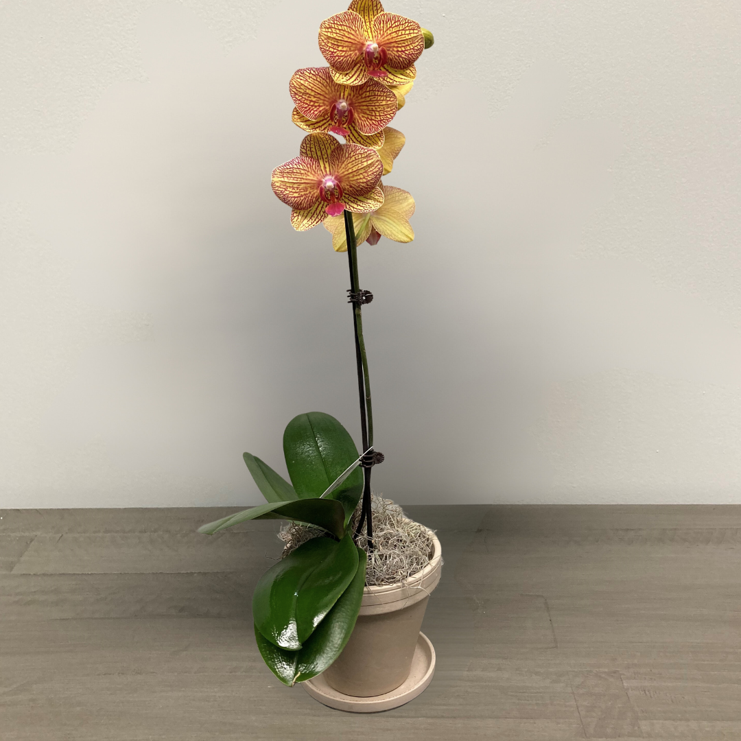 Single Orchid