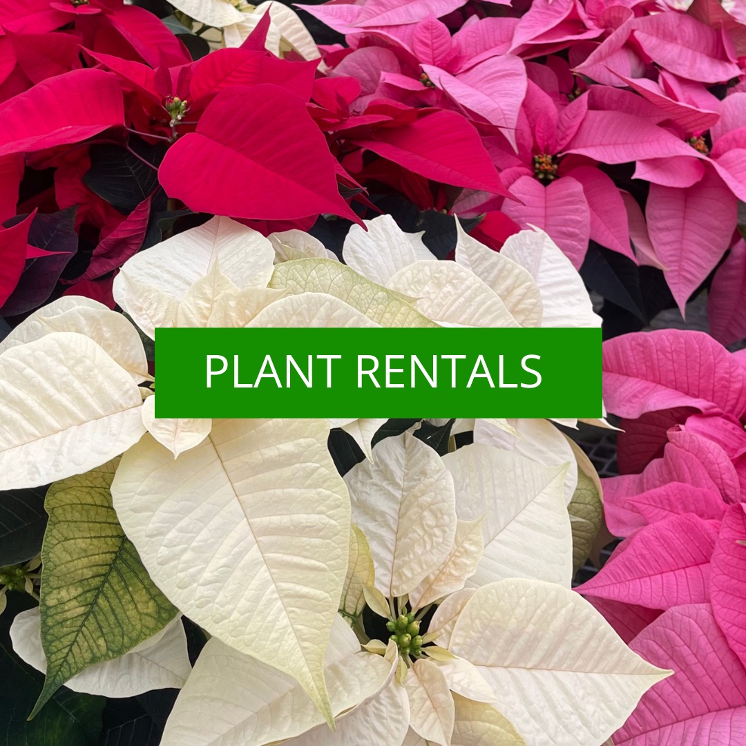 Nunan Florist and Greenhouses Order Flower Delivery MA