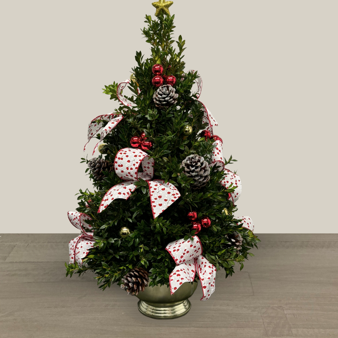 Premium Boxwood Tree